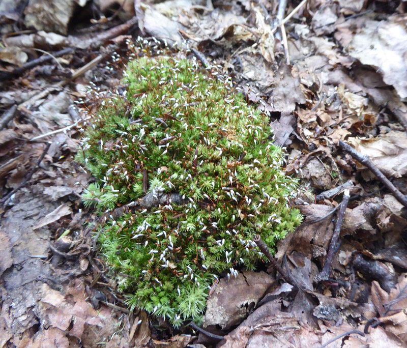 Leucobryum glaucum